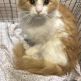 Foto del gato perdido en Gresham