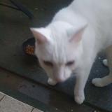 Foto de gato encontrado en Carcassonne