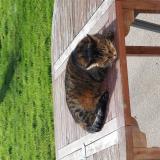 Foto del gato perdido en Rouille