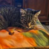 Foto del gato perdido en Condat Sur Vienne