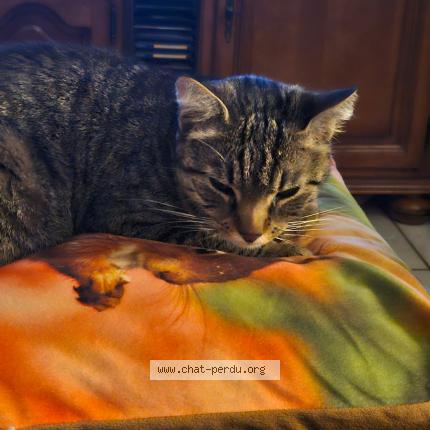 Foto 1/1 Mistrigris Chat perdido en Condat sur vienne