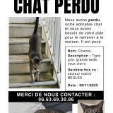 Foto del gato perdido en Begles