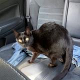 Foto del gato perdido en Combressol