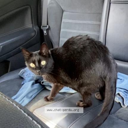 Foto 1/1 Pepper Chat perdido en Combressol