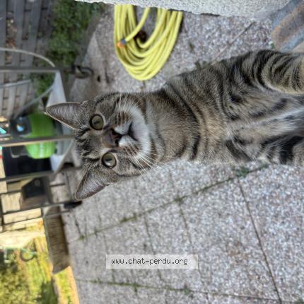 Foto 1/1 Gato encontrado Encontrado en Louviers