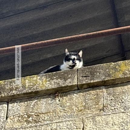 Foto 1/1 Gato encontrado Encontrado en Agen