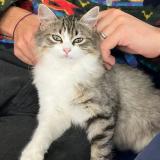 Foto del gato perdido en Souspierre