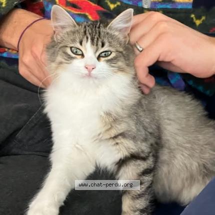 Foto 1/1 Maki Chat perdido en Souspierre