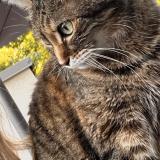 Foto del gato perdido en Biscarrosse