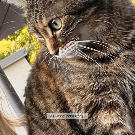 Foto 1/1 Chouchou Chat perdido en Biscarrosse