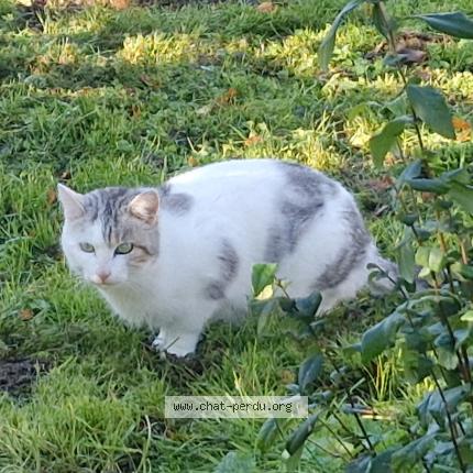 Foto 1/1 Gato encontrado Encontrado en Saint branchs