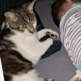 Foto del gato perdido en St Julien