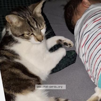 Foto 1/1 Oasis Chat perdido en St julien