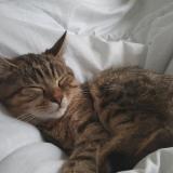 Foto del gato perdido en Ruelle Sur Touvre