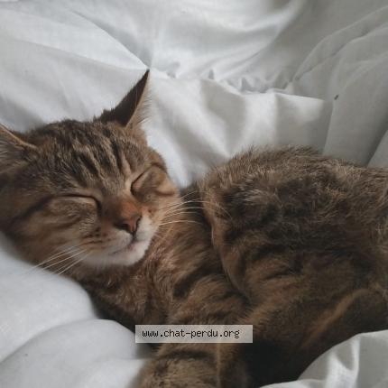 Foto 1/1 Coushi Chat perdido en Ruelle sur touvre