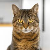 Foto del gato perdido en Pont D Ain