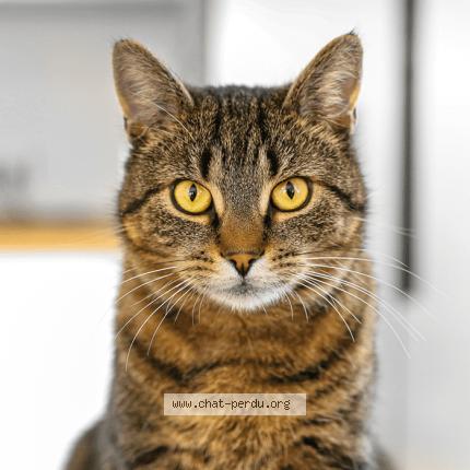 Foto 1/1 Michel Piemontese Chat perdido en Pont d ain