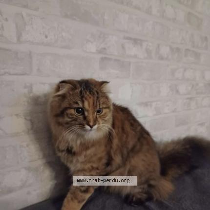 Foto 1/1 Pitou Chat perdido en Frouzins