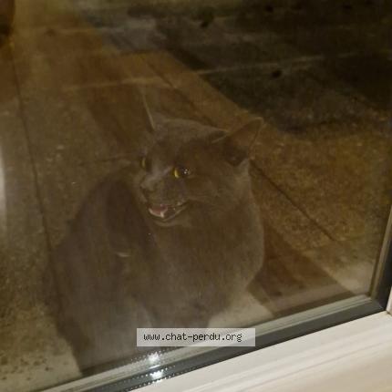 Foto 1/1 Gato encontrado Encontrado en Ecquevilly