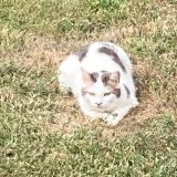 Foto del gato perdido en La Tessoualle