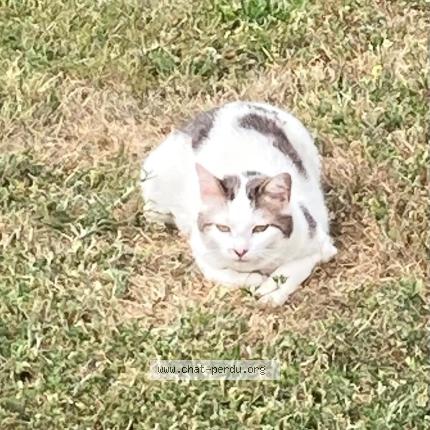 Foto 1/1 Timmy Chat perdido en La tessoualle