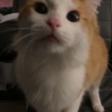 Foto del gato perdido en Roubaix