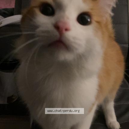 Foto 1/1 chacha Chat perdido en Roubaix