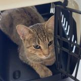 Foto del gato perdido en Saint Julien Les Villas