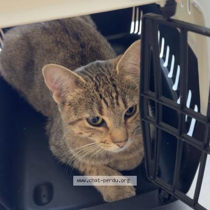 Foto 1/1 Chanel Chat perdido en Saint julien les villas