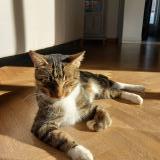 Foto del gato perdido en Les Herbiers