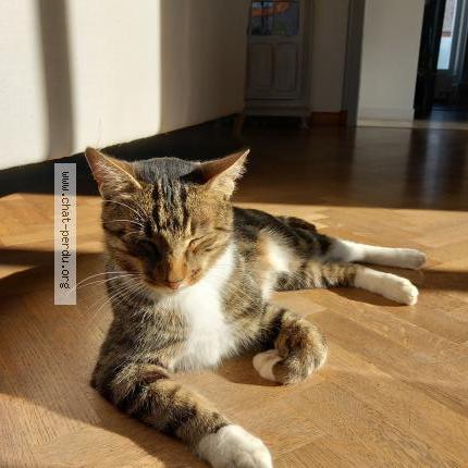 Foto 1/1 Tigrou Chat perdido en Les herbiers