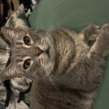 Foto del gato perdido en La Chapelle Saint Remy