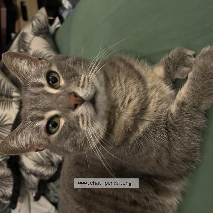 Foto 1/1 Pheeby Chat perdido en La chapelle saint remy