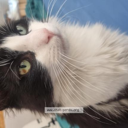 Foto 1/1 Moustique Chat perdido en Toulouse