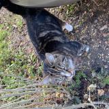 Foto de gato encontrado en Bures