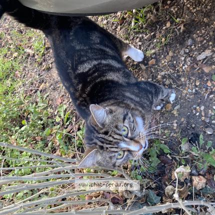 Foto 1/1 Gato encontrado Encontrado en Bures