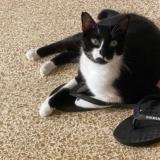 Foto del gato perdido en La Llosa De Ranes