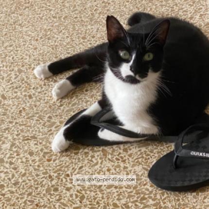 Foto 1/1 Dimmu Chat perdido en La llosa de ranes