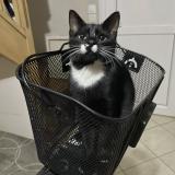 Foto del gato perdido en Chassieu