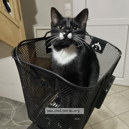 Foto 1/1 Pepper Chat perdido en Chassieu