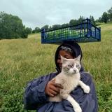 Foto del gato perdido en Lunac