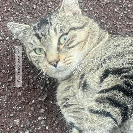 Foto 2/2 Gato encontrado Encontrado en Tourcoing