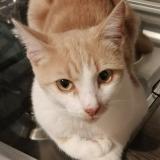 Foto del gato perdido en Salbris