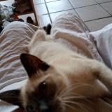 Foto del gato perdido en Breuil La Reorte