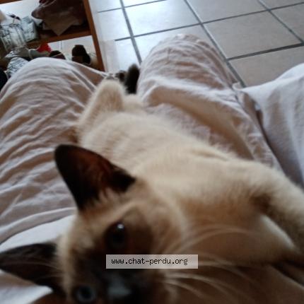 Foto 1/1 Valhalla Chat perdido en Breuil la reorte