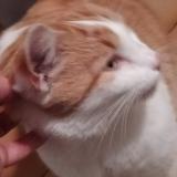 Foto de gato encontrado en Villette D Anthon