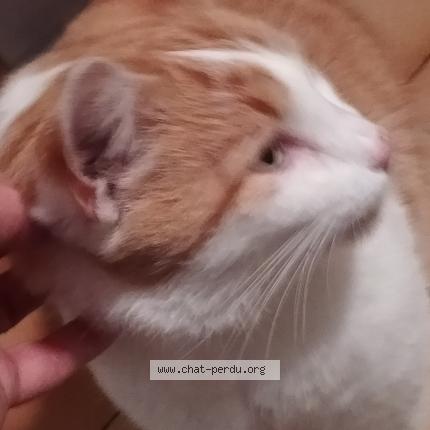 Foto 1/1 Gato encontrado Encontrado en Villette d anthon