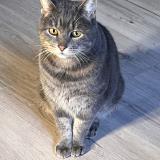 Foto de gato encontrado en Lyon