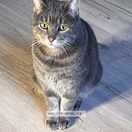 Foto 1/1 Gato encontrado Encontrado en Lyon