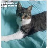 Foto del gato perdido en Pontchateau